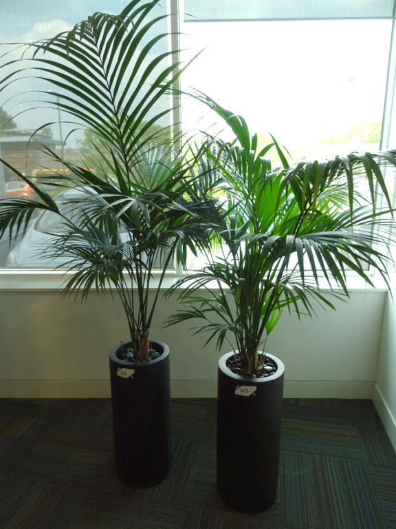 2x floor type self watering planters with plants
