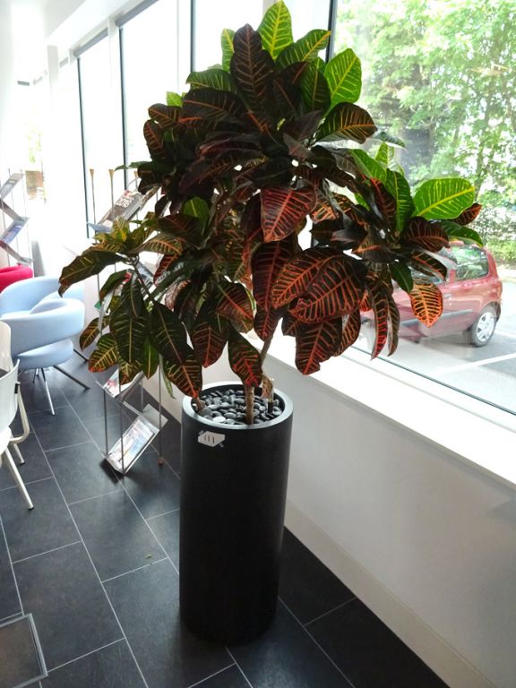 3x floor type self watering planters with plants